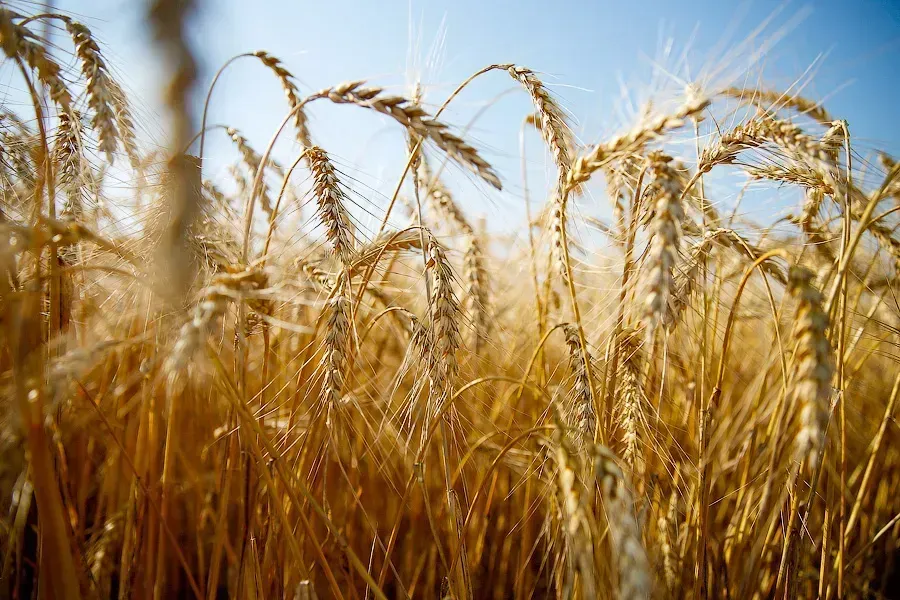 С начала года из Калининградской области экспортировали более 20 тыс. тонн зерна