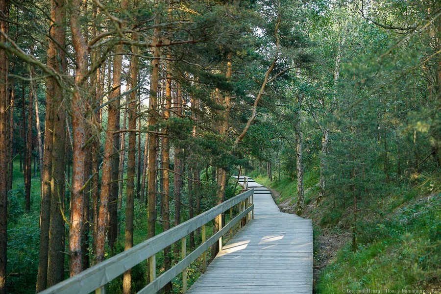 Экологи Куршской косы просят посетителей не сажать самовольно деревья