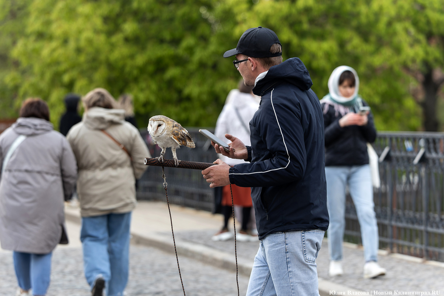 Использованием птиц для фото в Калининграде заинтересовался Росприроднадзор (фото)