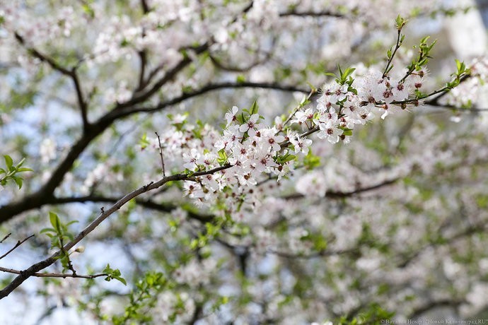 В Центральном парке планируют соорудить «аллею парящих цветов»