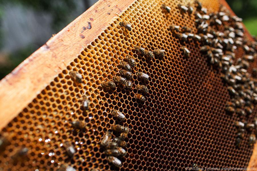 Россельхознадзор назвал причину массовой гибели пчел в регионах РФ