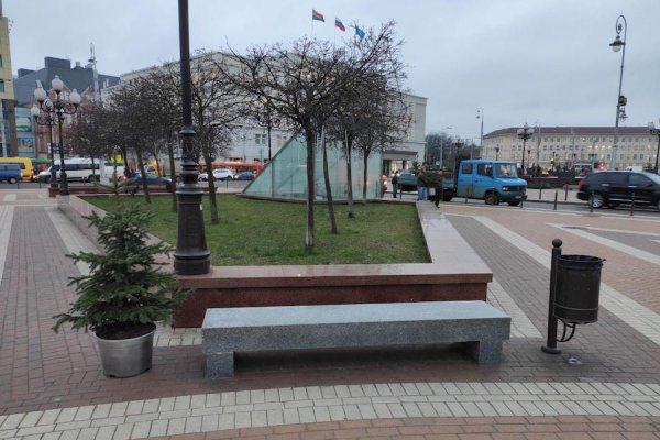 Цена на поставку ёлок в Калининград на торгах снизилась почти на 2,5 млн рублей