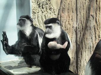 В Калининградском зоопарке у пары колобусов родился детеныш