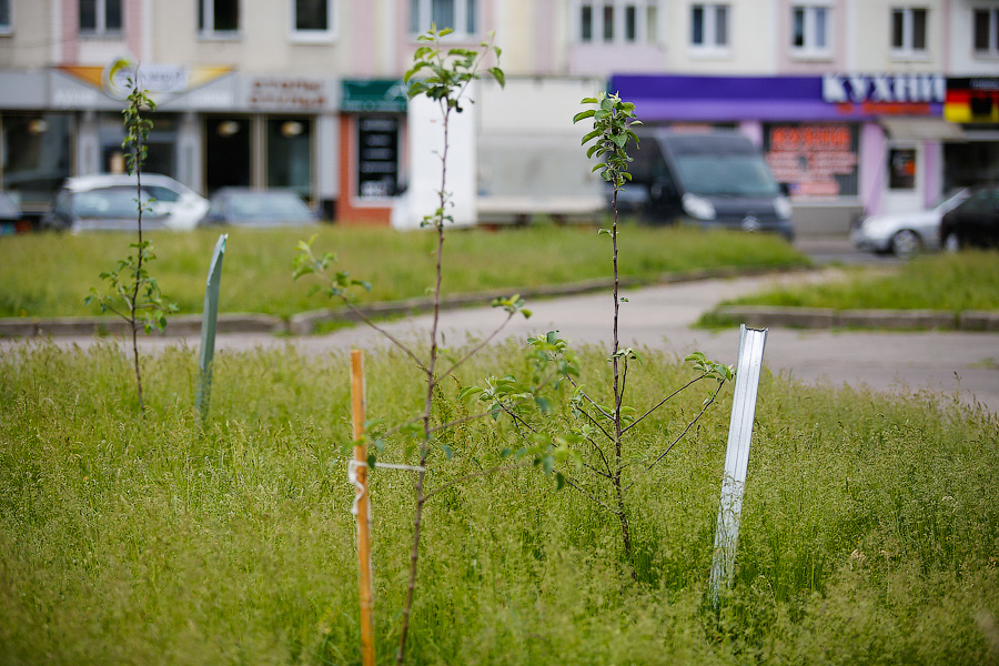 «Норма 5-10 сантиметров»: калининградцы пожаловались на превращение газонов в пустыню