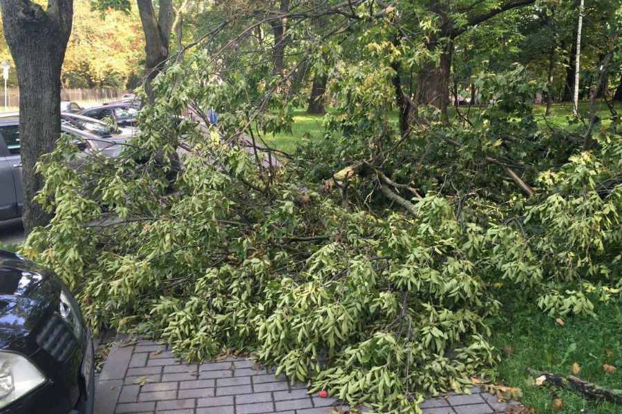 Упавшее дерево три дня лежит на тротуаре на ул. Гаражной (фото)