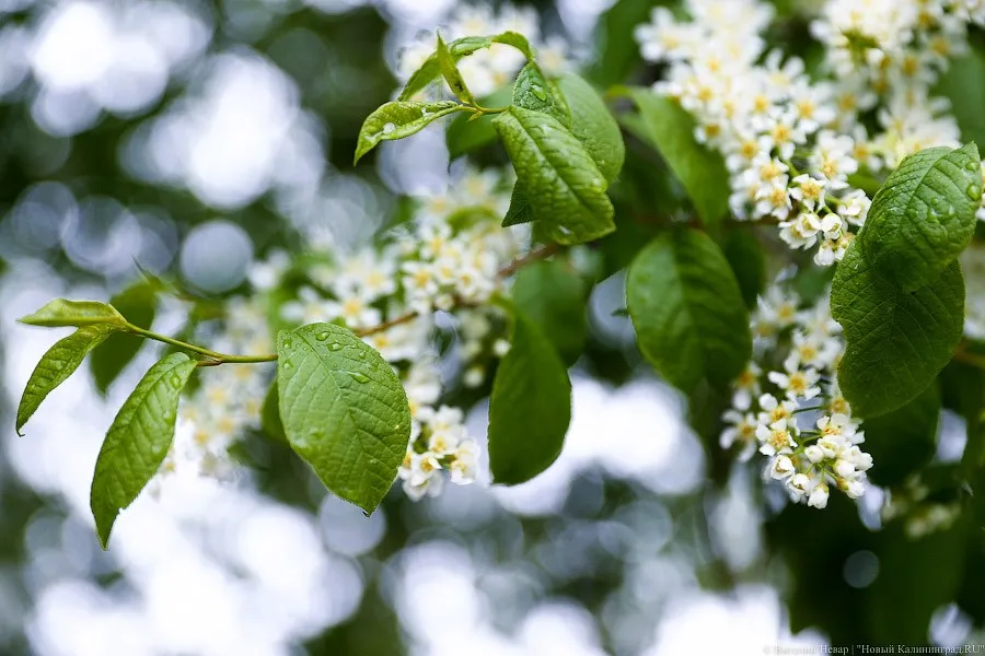 Погода в Калининградской области 12 мая