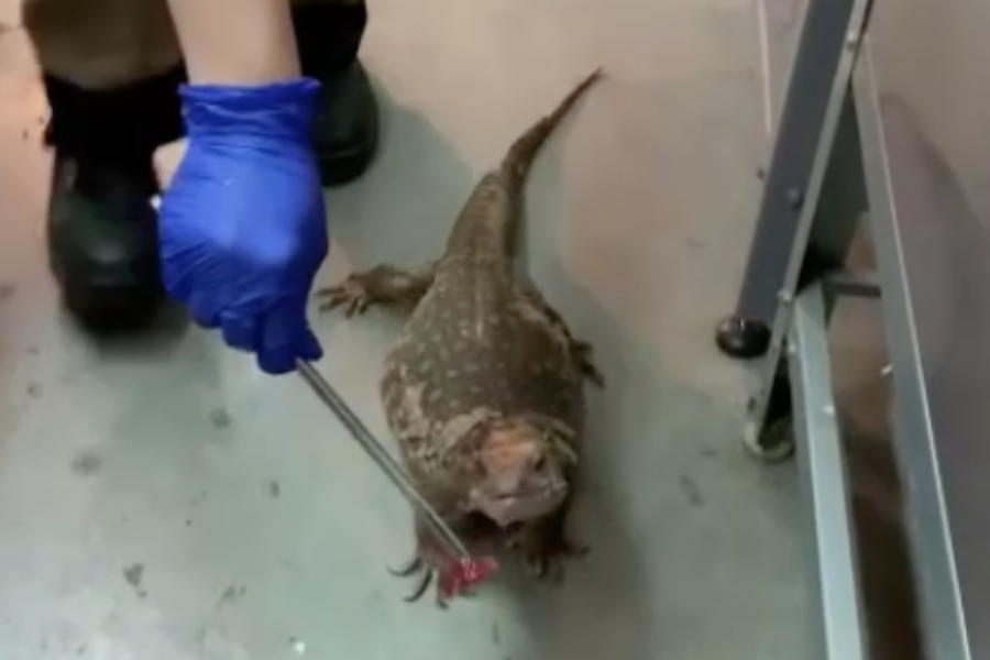 В калининградском зоопарке растолстевшему варану Фане устраивают пробежки (видео)