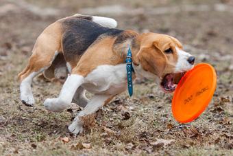 «Зубастые ловцы»: фоторепортаж с соревнований по дог-фрисби