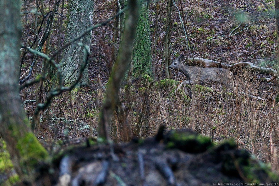 В Калининградской области начали пересчитывать диких животных