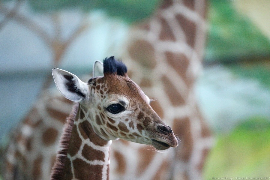 Первая прогулка: жирафенка уговорили выйти из павильона в зоопарке (видео)
