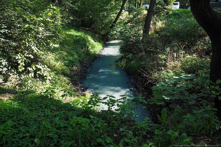 Минприроды обещает ликвидировать несанкционированные выпуски в Гагаринский ручей