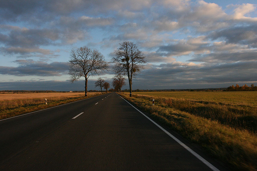 Алиханов: «Мы сажаем русские, а не прусские аллеи вдоль дорог»