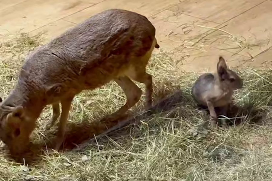 В зоопарке показали 10-дневного детёныша патагонской мары (видео)