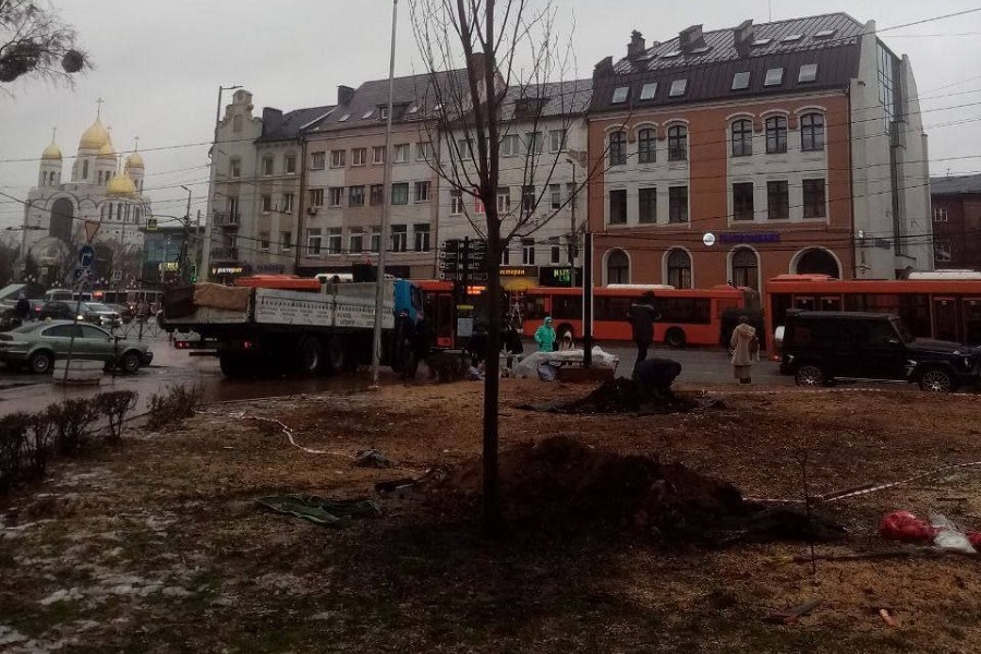 В сквере в центре Калининграда начали высаживать клены (фото)