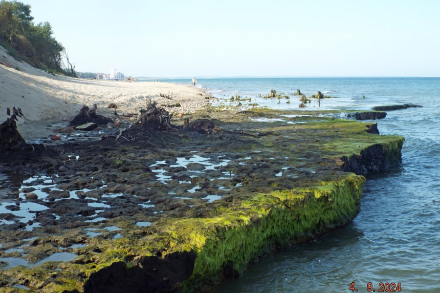 На Куршской косе обнажилась древняя лагуна (фото)