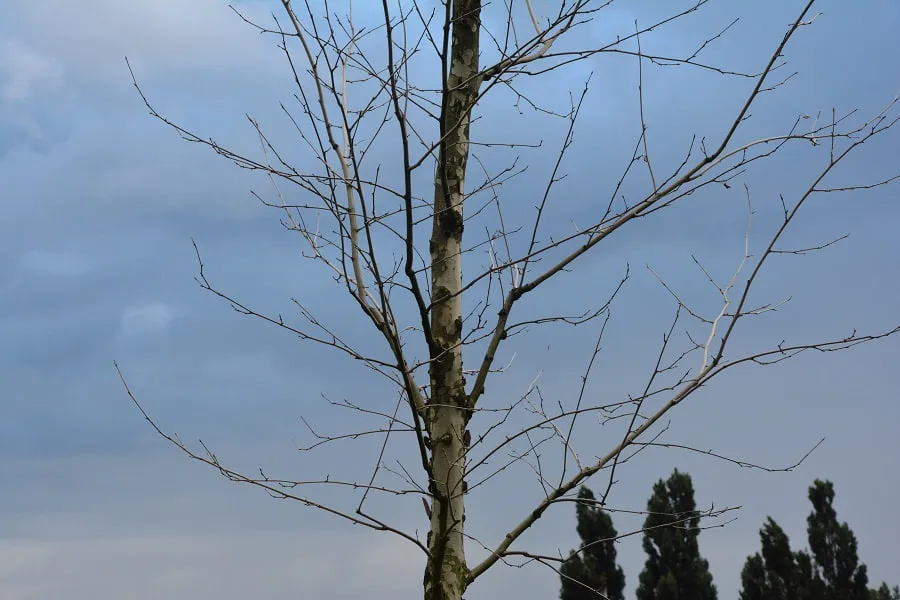 Горвласти выделили более 17 млн рублей на высадку деревьев и кустарников