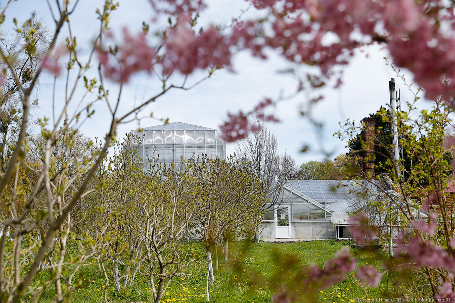 Синоптики прогнозируют потепление в Калининграде к концу рабочей недели