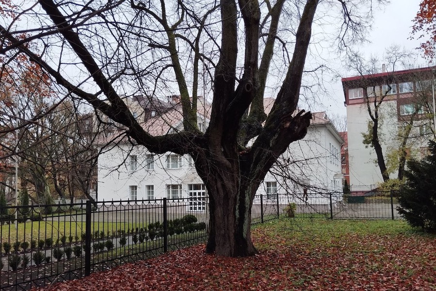 Калининградцы пытаются спасти одно из старейших деревьев города. Власти намерены его спилить (фото)