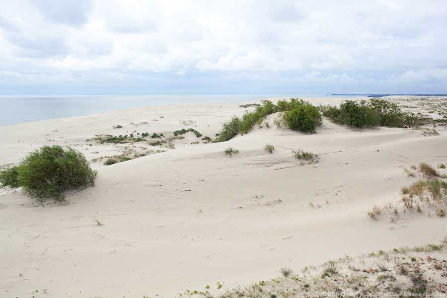 Следы человека везде: как мы неделю работали на Куршской косе