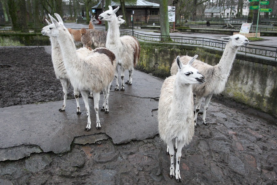 Мужчины смогут посетить зоопарк за 100 рублей