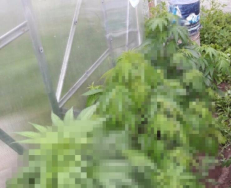 Калининградец выращивал в теплице коноплю (фото)