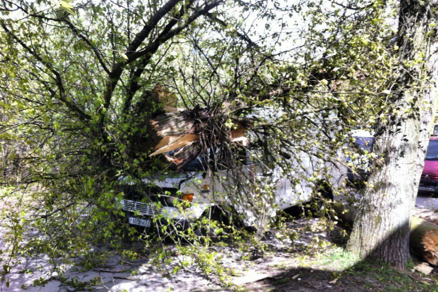 В Калининграде на «Мерседес» упало дерево, водитель в больнице (фото)