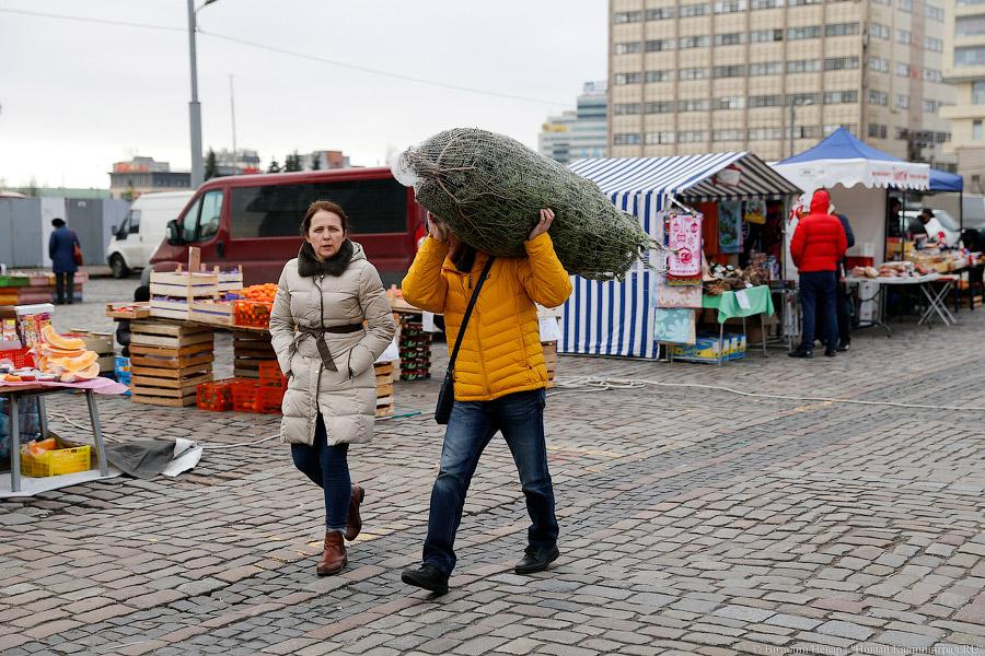 Теперь она нарядная: в Калининграде заработали ёлочные базары