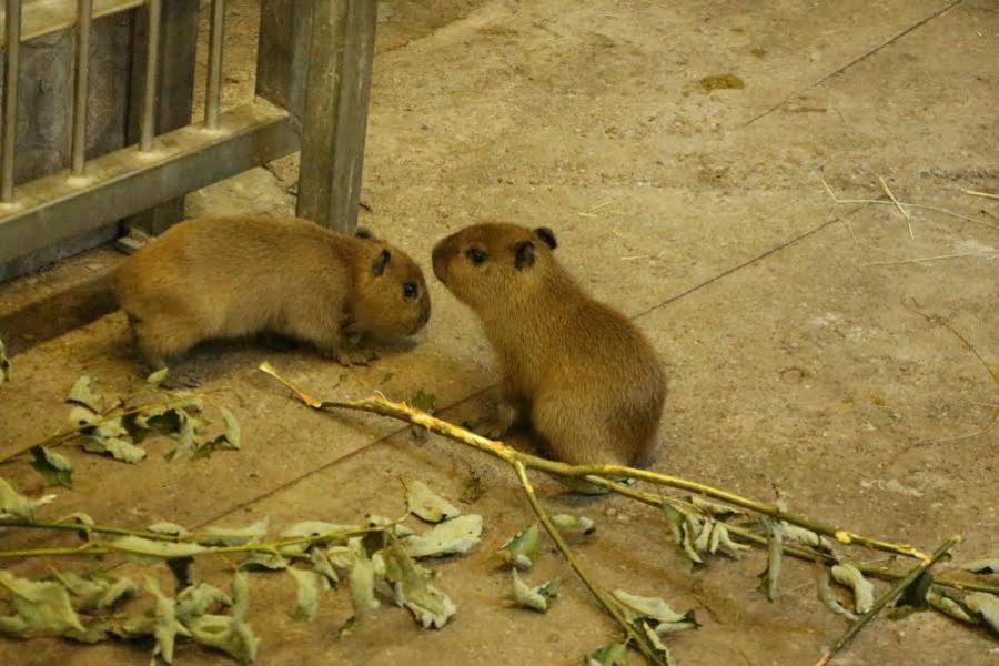 В Калининградском зоопарке впервые родились капибары