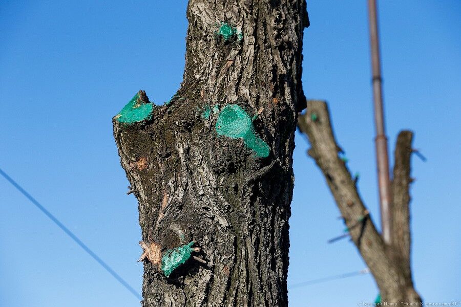 Горвласти: в Калининграде 80% деревьев — «старовозрастные», их нужно менять