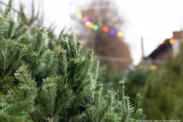 Ёлки, сосны и пихты: мониторинг цен на ёлочных базарах Калининграда