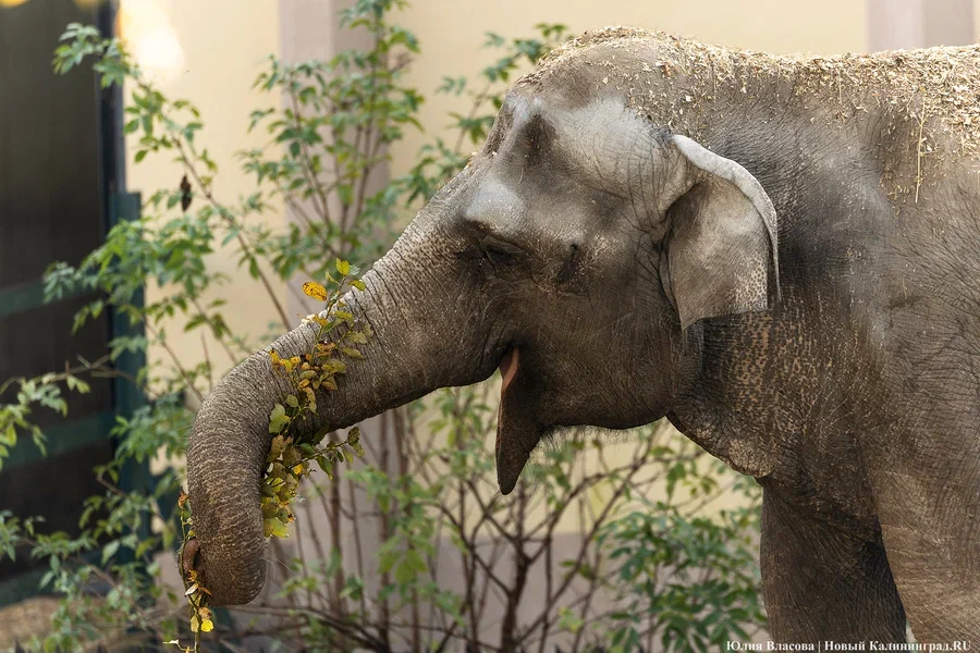 Светлана Соколова назвала условия возвращения слонов в коллекцию зоопарка