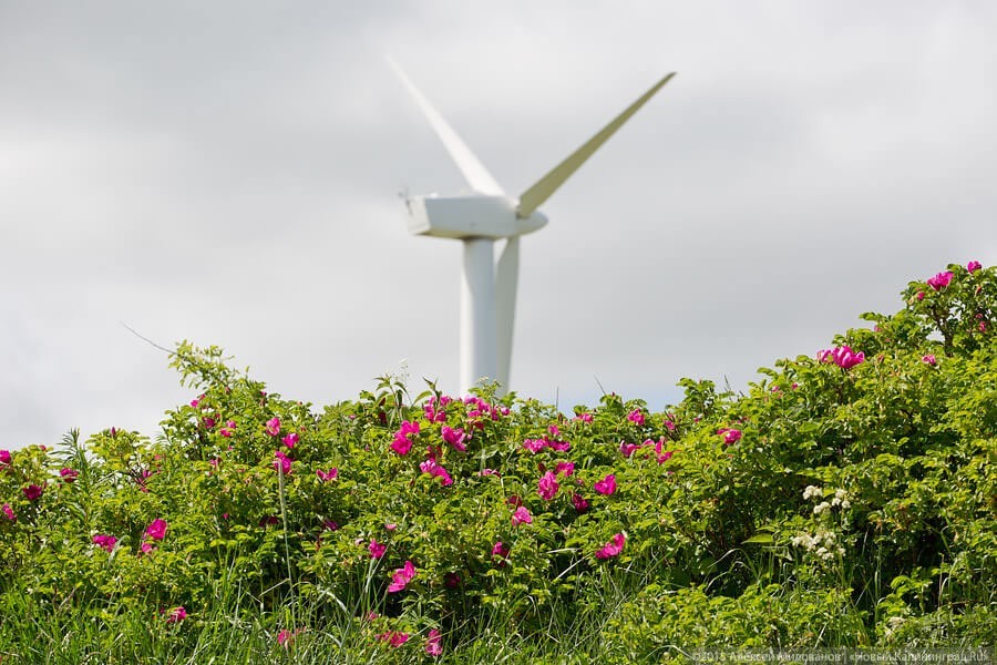 Рост мощности возобновляемых источников энергии в мире достиг рекордного уровня