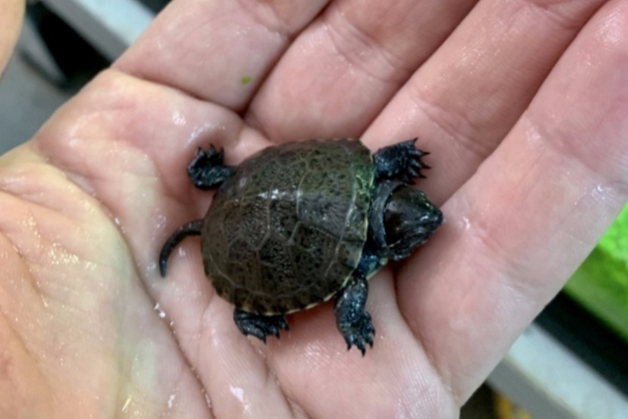 В Калининградском зоопарке вылупилась болотная черепашка