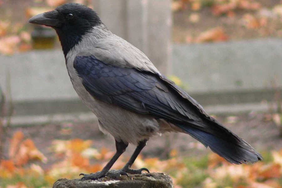 Посчитать ворон: как превратить выходные в дни наблюдений птиц и не только
