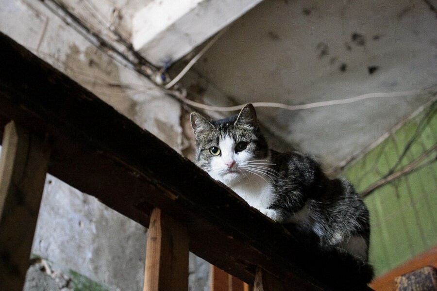 Кропоткин: если мы пойдем открывать для животных подвалы, нас вынесут жители