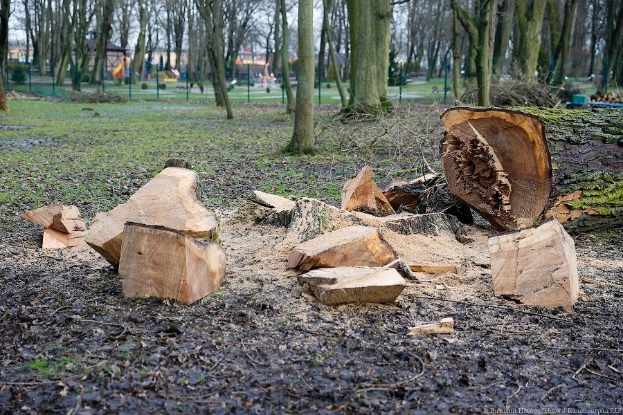 Аудиторы: в Калининграде гибнет более 20% отдельных видов высаживаемых деревьев