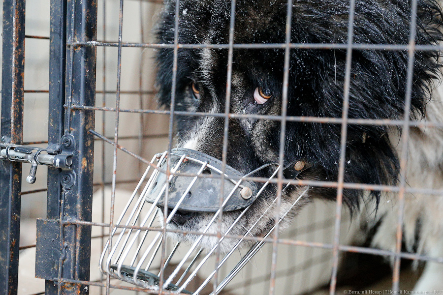 Эксперименты над животными: общественники пожаловались на ветврачей ЦБЖ