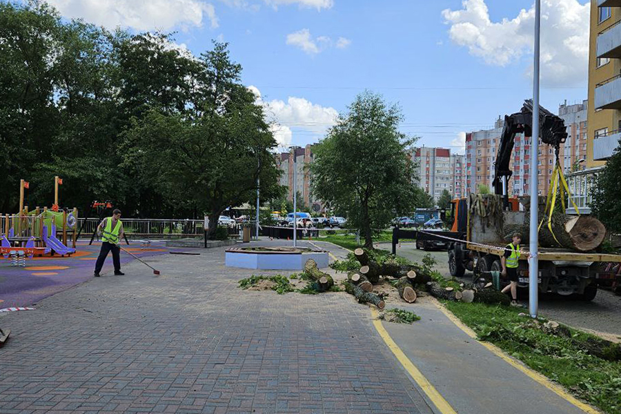 Власти Калининграда рассказали о планах по вырубке аварийных деревьев (фото)