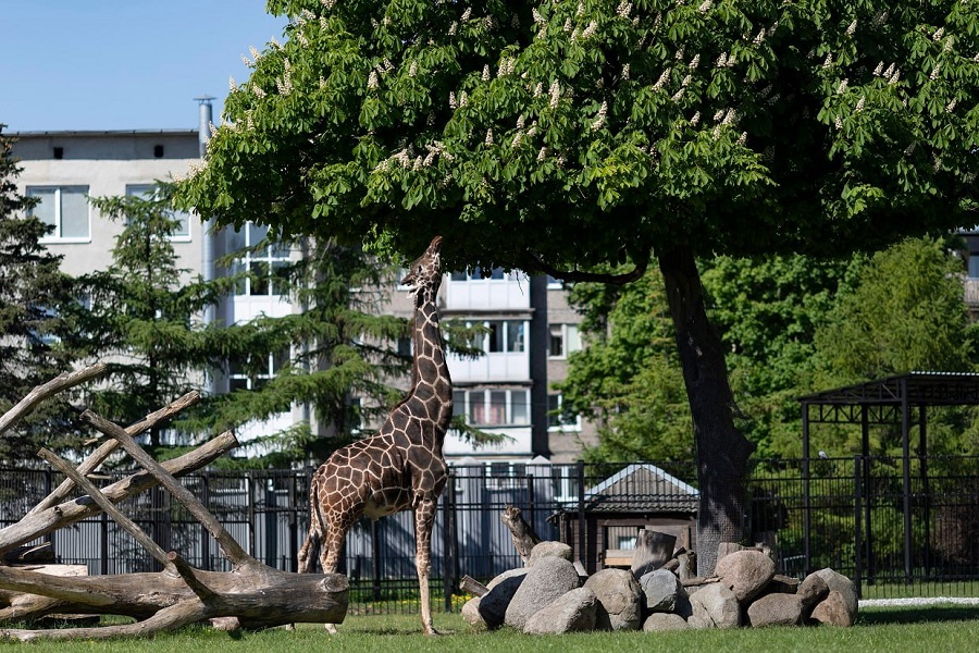 Калининградский зоопарк сообщил о смерти жирафа Мэру