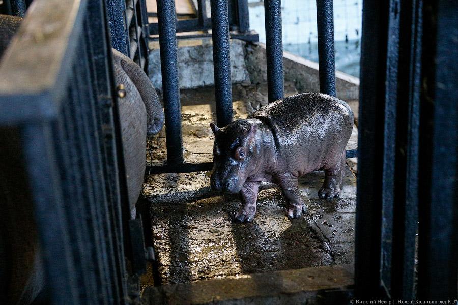Калининградский зоопарк ищет имя для маленького бегемота