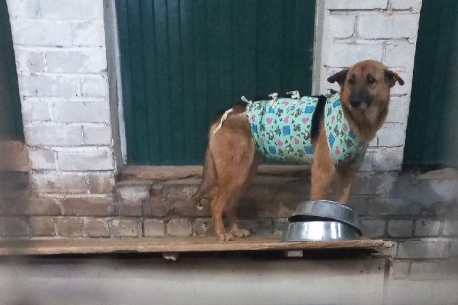 В правительстве опровергли удручающее состояние вольеров для собак в ЦБЖ