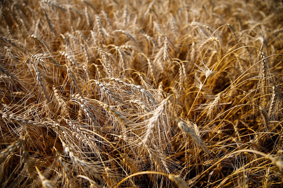 Из-за нехватки сельхозтехники в России теряется 15 млн тонн зерна