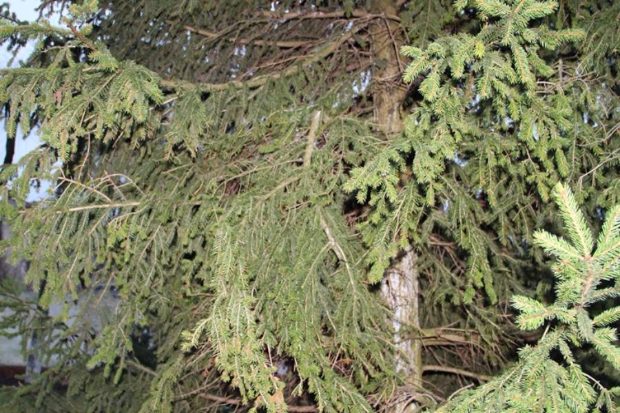 В Советске вандалы повредили «главный новогодний символ» 