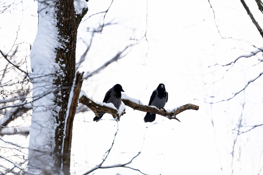 Мороз до минус девяти: погода в Калининградской области 24 января