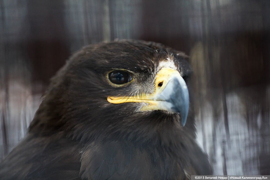 100 калининградских казаков хотят обучить соколиной охоте