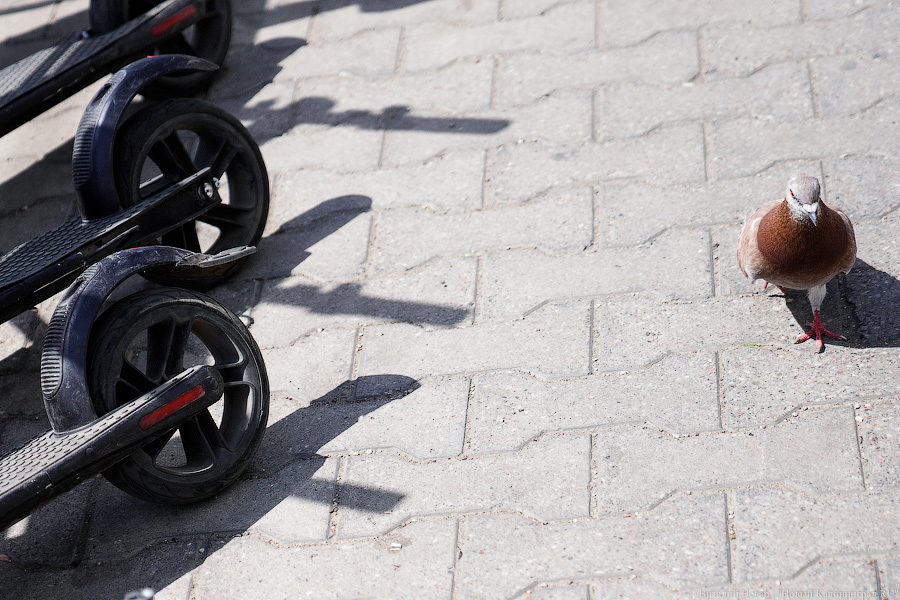 Калининградским самокатчикам с когнитивными нарушениями намерены снизить скорость