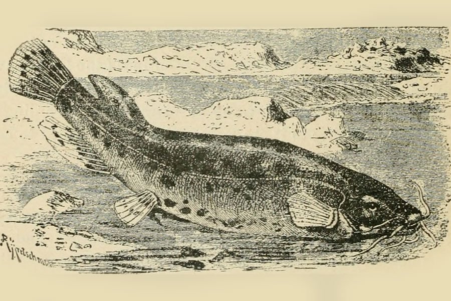 Думали, что труба: мешает ли гигантский сом реконструкции Высокого моста