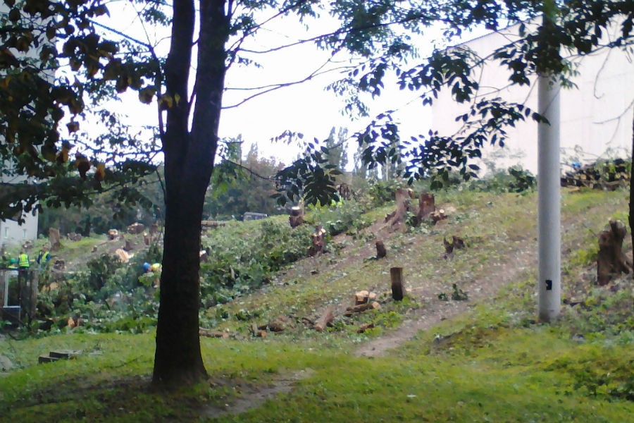 Очевидец: в сквере у Дома искусств в Калининграде вырубили деревья (фото)