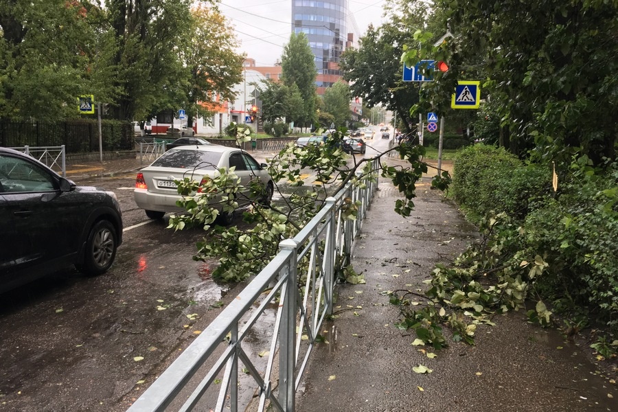 В Калининграде упавшие деревья повредили 4 автомобиля