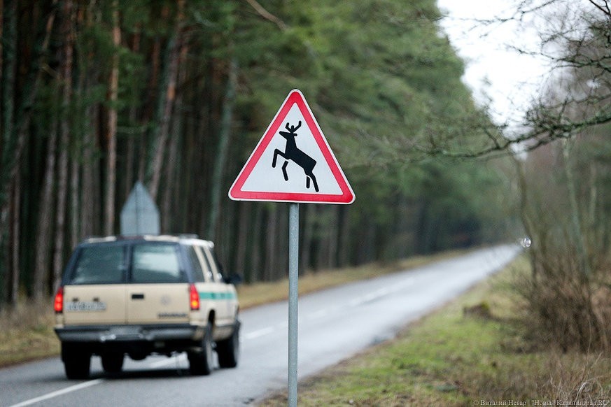 На Куршской косе снизили стоимость абонементов для въезда